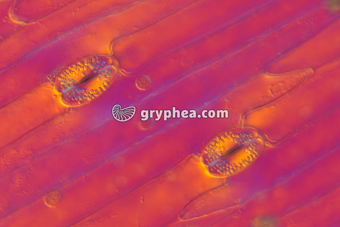 Stomates de feuille de Tulipe x100 - gryphea.org